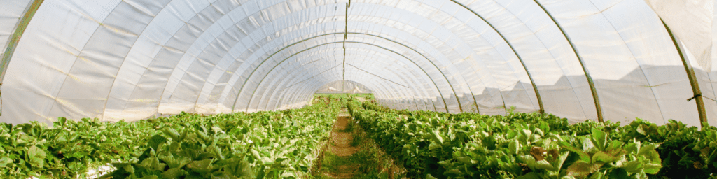 A greenhouse representing the business incubator model.